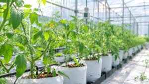 温度と湿度を管理しながら温室内で栽培される植物